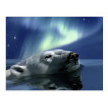 SWIMMING POLAR BEAR Postcard