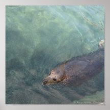 Swimming Seal Print