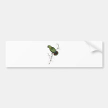 Swindern’s Parrakeet by Edward Lear Bumper Stickers