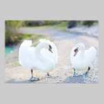 Swooning Swans posters