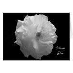 Sympathy Thank You Card -- White Rose