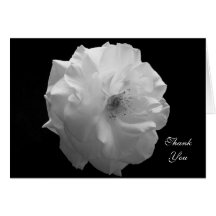 Sympathy Thank You Card -- White Rose