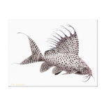 Synodontis Eupterus Catfish Wrapped Canvas Stretched Canvas Prints