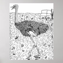 Syrian Ostrich Poster