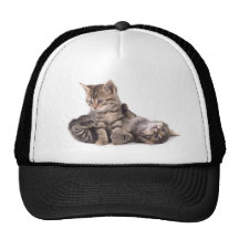 tabby kittens playing casquette