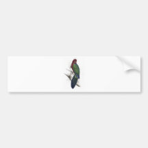 Tabuan Parrakeet by Edward Lear Bumper Sticker