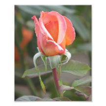 Tahitian Sunset Orange Rose Photo
