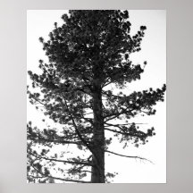 Tahoe Tree Black and White Posters