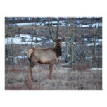 Takhini Elk Photo Art