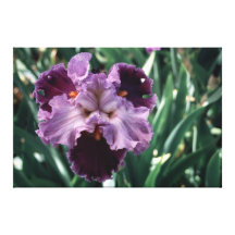 Tall Bearded Iris About Town On Canvas Gallery Wrapped Canvas