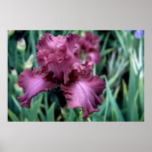 Tall Bearded Iris Aplomb Print