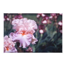 Tall Bearded Iris Boudoir  On Canvas Gallery Wrapped Canvas