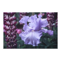 Tall Bearded Iris Calm Sea On Canvas Canvas Prints