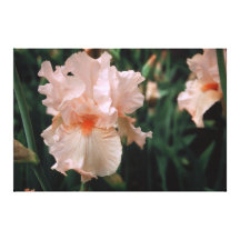 Tall Bearded Iris Codis Angel Face On Canvas Stretched Canvas Print