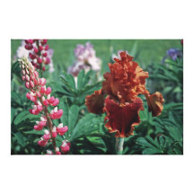 Tall Bearded Iris Copatonic On Canvas Canvas Print