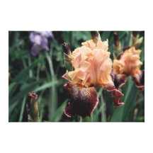 Tall Bearded Iris Diva Do On Canvas Gallery Wrapped Canvas
