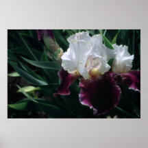 Tall Bearded Iris Dreaming Of Rio Poster