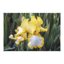 Tall Bearded Iris First Interstate On Canvas Gallery Wrap Canvas