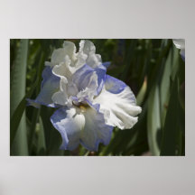 Tall Bearded Iris Fluffy Pillows Posters