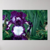 Tall Bearded Iris Going My Way Print
