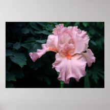 Tall Bearded Iris Helene C Print