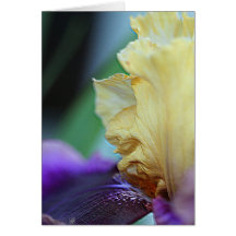 Tall Bearded Iris named Final Episode Card