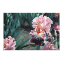 Tall Bearded Iris Panama Hattie On Canvas Stretched Canvas Prints