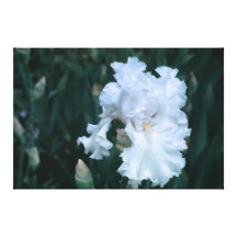 Tall Bearded Iris Porcelain Angel On Canvas Gallery Wrapped Canvas