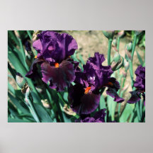Tall Bearded Iris Romantic Evening Posters