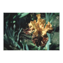 Tall Bearded Iris Spiced Tiger On Canvas Gallery Wrapped Canvas