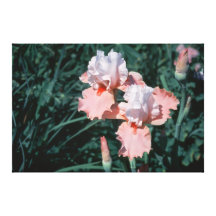Tall Bearded Iris Sugar Magnolia On Canvas Canvas Prints