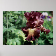 Tall Bearded Iris Tangled Web Poster
