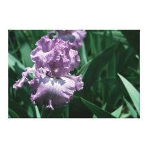 Tall Bearded Iris Visual Arts  On Canvas Stretched Canvas Prints