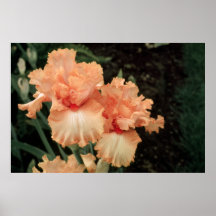 Tall Bearded Iris Viva Mexico Print
