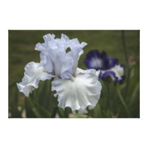 Tall Bearded Iris Winterfest On Canvas Canvas Print