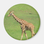 Tall Giraffe Magnet