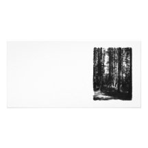 Tall Trees in Black and White. Picture Card