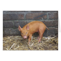 Tamworth Greeting Card