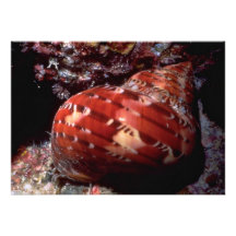 Tapestry turban (Turbo petholatus) Shell Personalized Invite