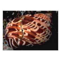 Tapestry turban (Turbo petholatus) Shell Custom Invite