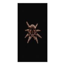 Tarantula Spider Photo Cards