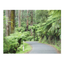 Tarra Bulga National Park, Strzelecki Ranges Post Cards