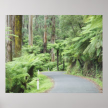 Tarra Bulga National Park, Strzelecki Ranges Print