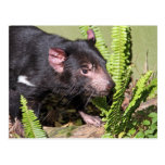 Tasmanian Devil, Australia Post Cards