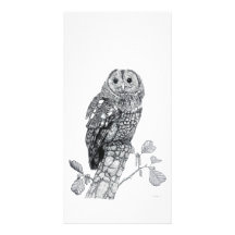 Tawny Owl - Photo Card