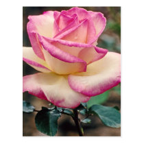 Tea Rose Postcard postcards
