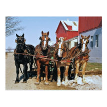 Team Of Amish Horses Postcard