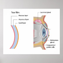 Tear film formation Poster