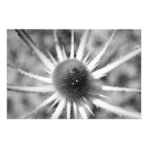 Teasel Photo