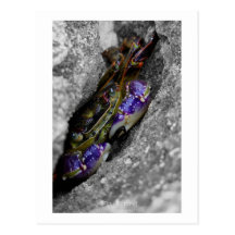 Technicoloured Creature Post Cards